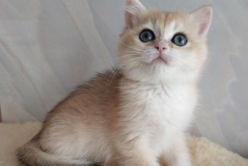 Bailey British Shorthair female, black golden chinchilla