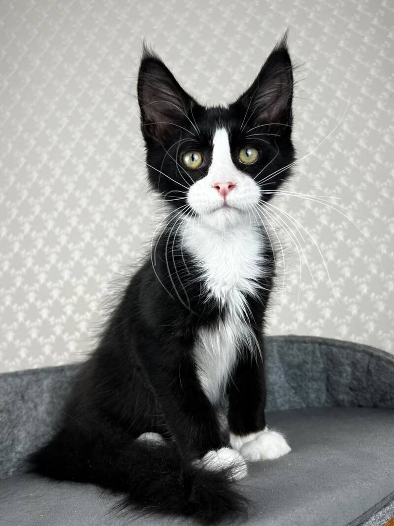 Olaf Maine Coon male, black bicolour