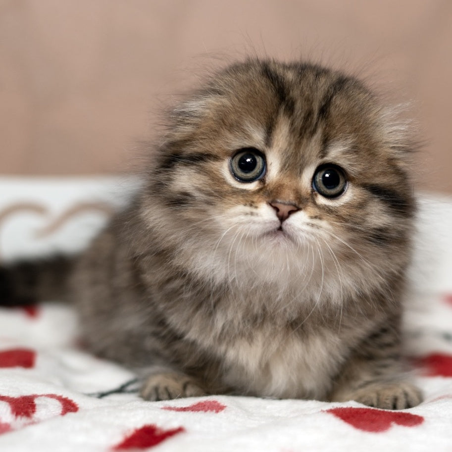 Lusya Scottish Fold female, black spotted tabby