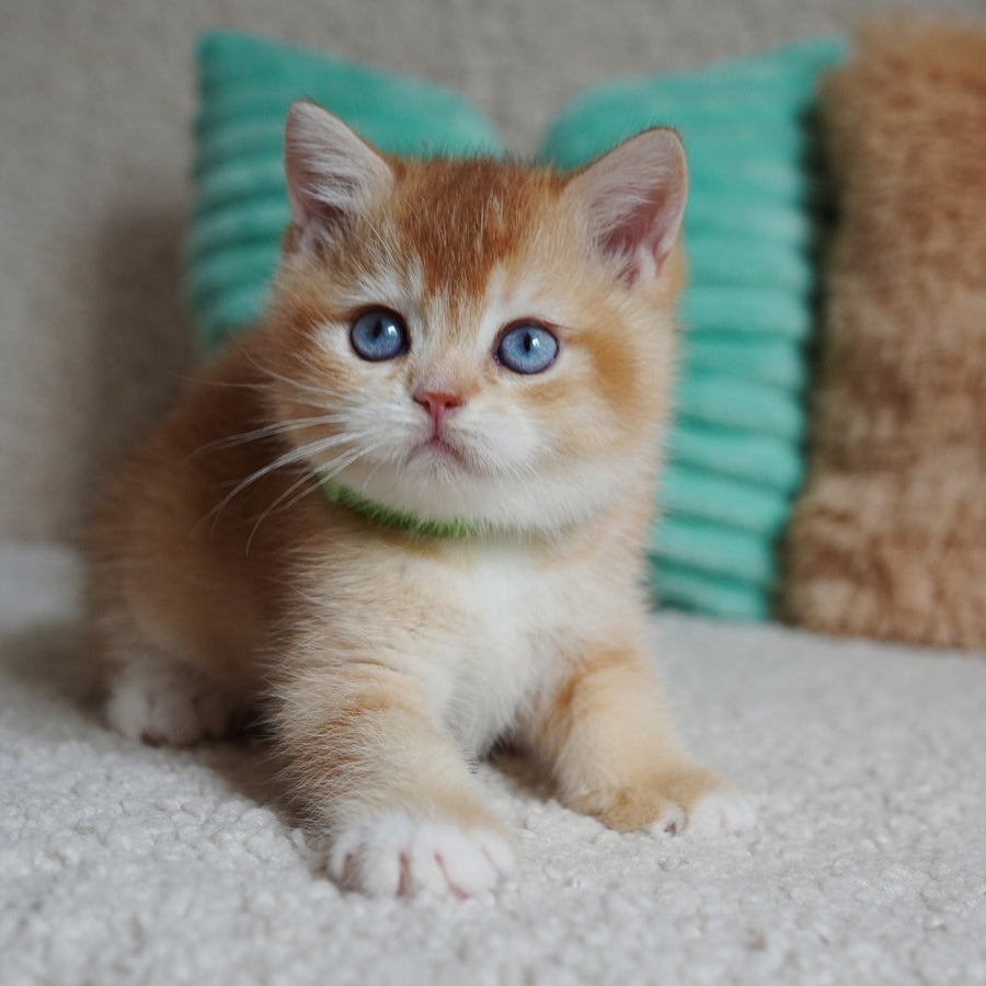 Teddy British Shorthair male, chocolate golden chinchilla with white