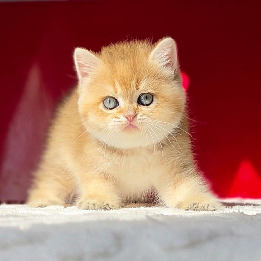 Thomas British Shorthair male, black golden shaded
