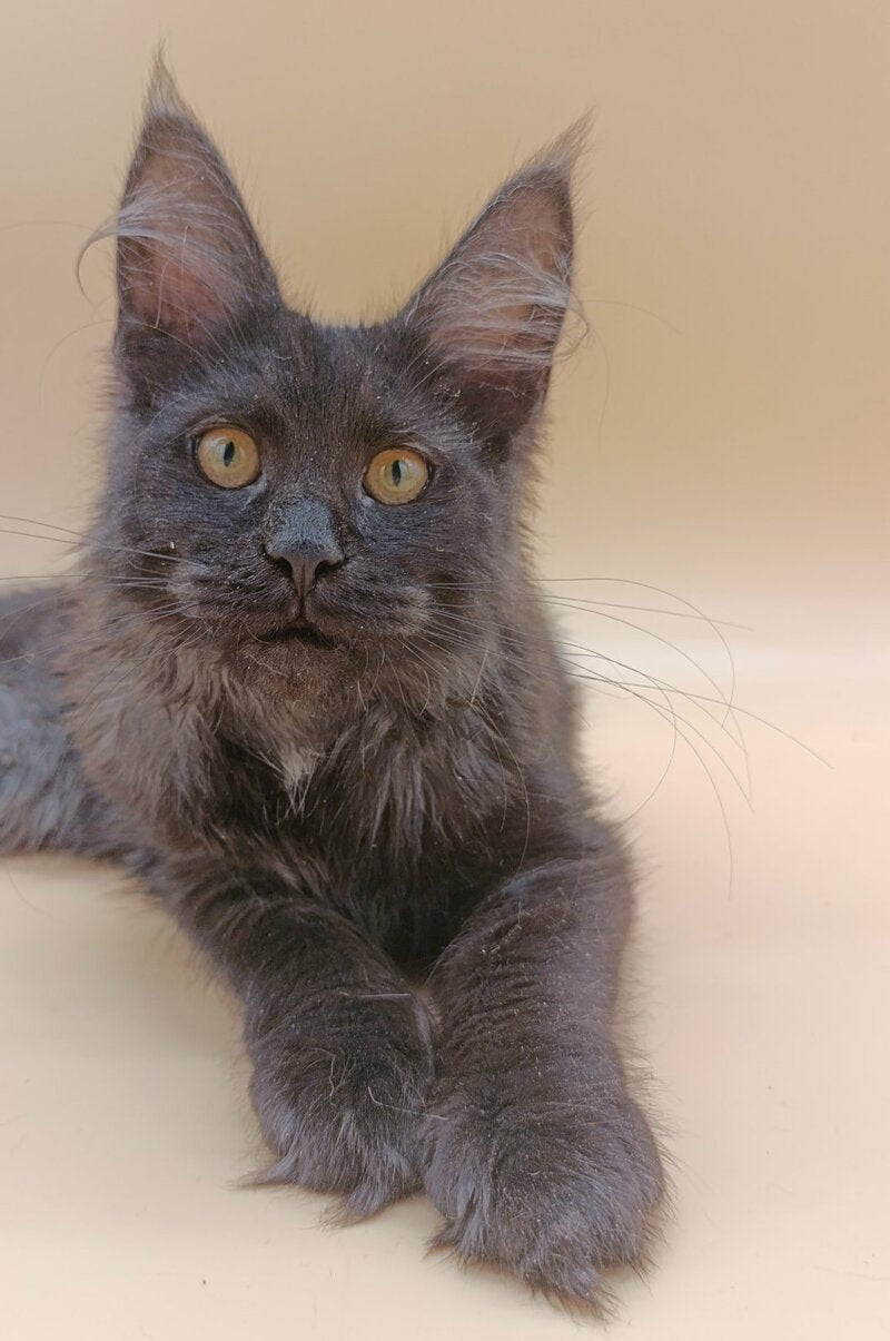 Isabelle Maine Coon female black silver - live animals