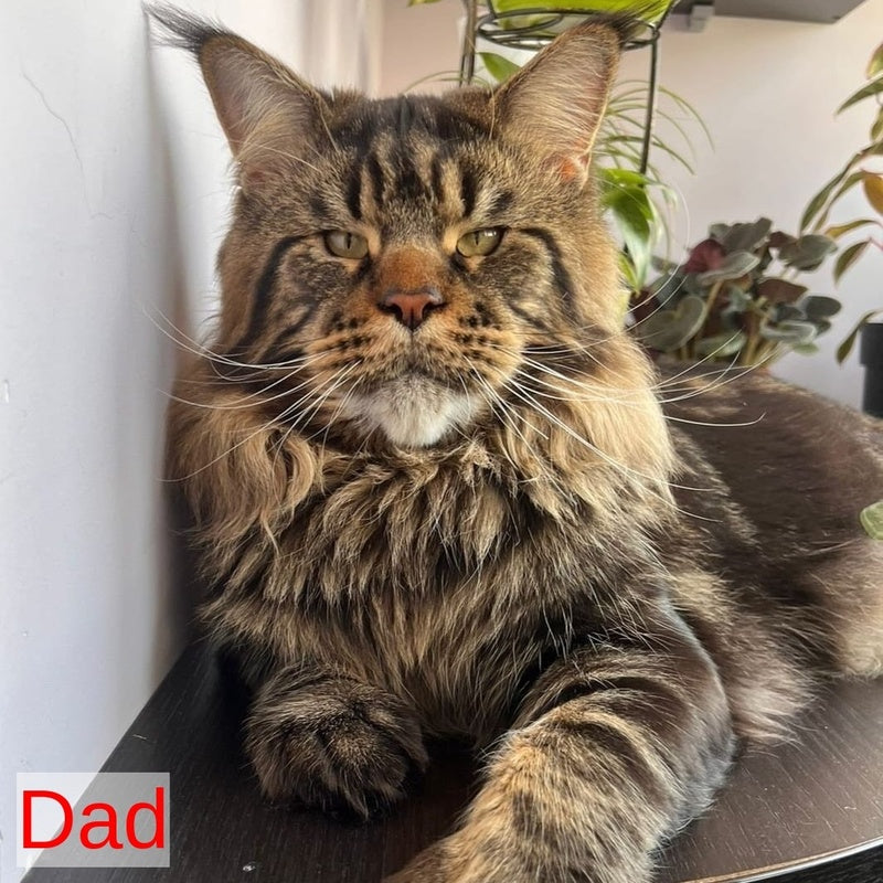 Carmen Maine Coon female, black tortie tabby