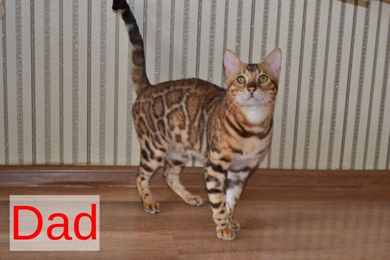 Lesya Bengal female, black spotted tabby