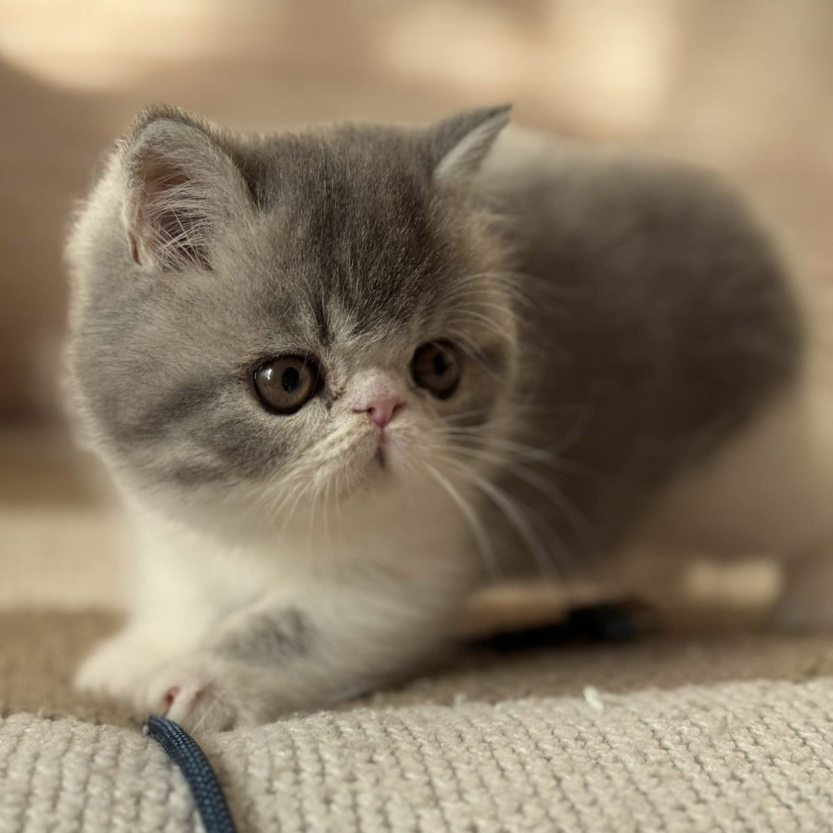 Marie Exotic female, blue bicolour spotted tabby