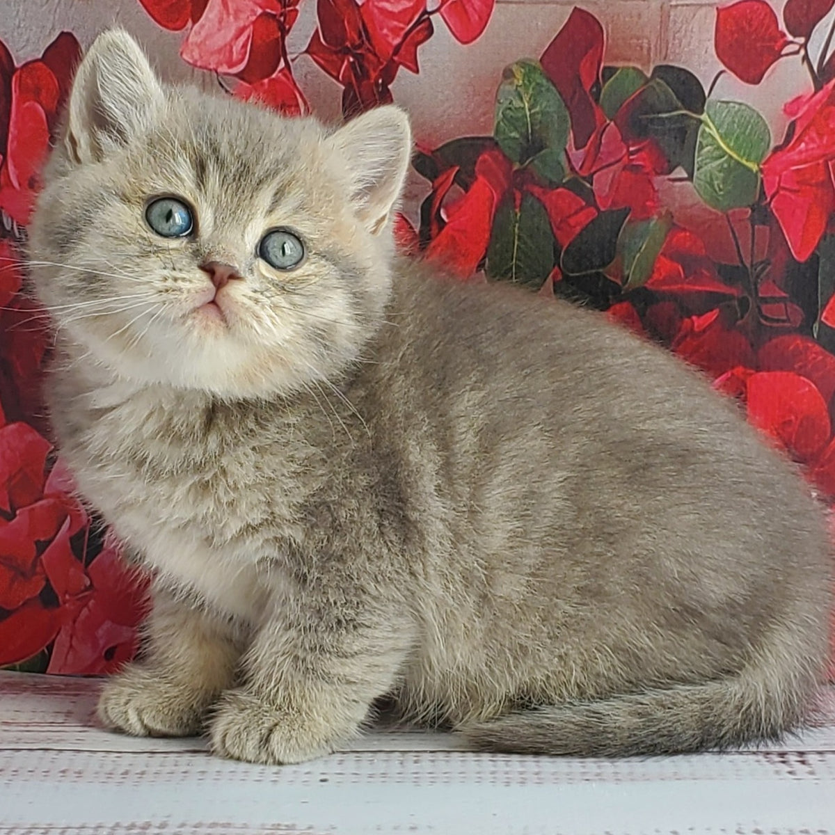 Hugo British Shorthair male, blue golden ticked tabby