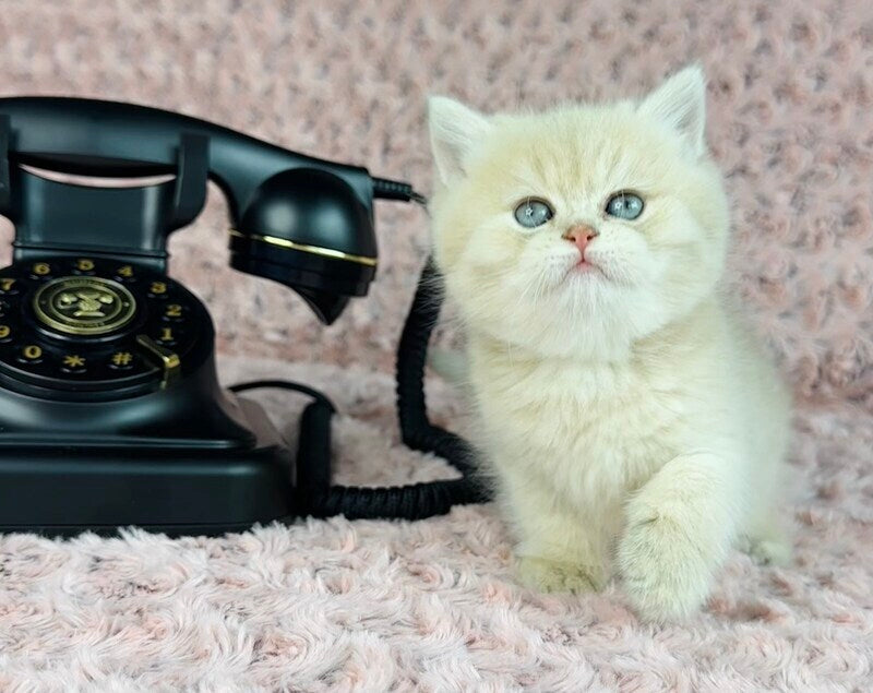 Beautiful Anita British Shorthair female lilac golden spotted tabby - live animals