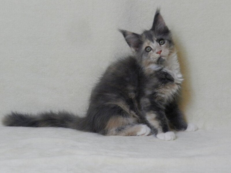 Elina Maine Coon female blue tortie bicolour live animals