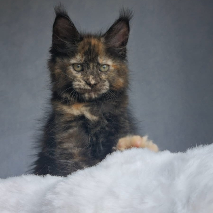Pandora Maine Coon female, black tortie