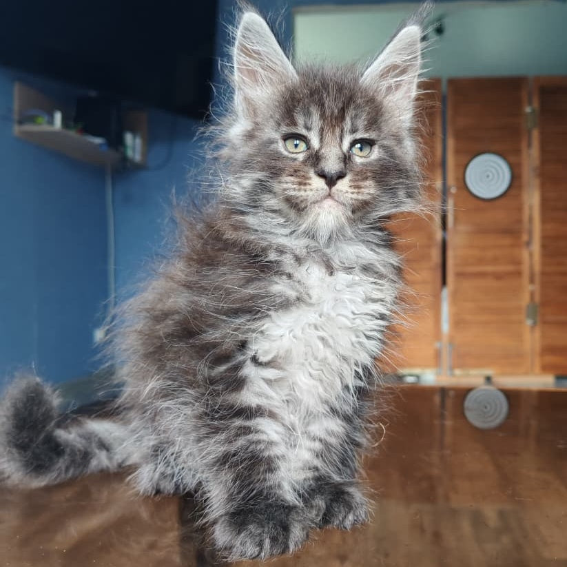 Ricardo Maine Coon male, black silver tabby