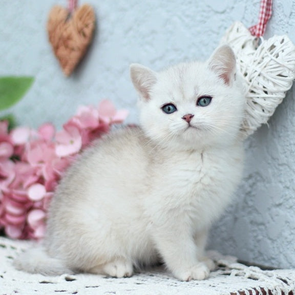 Deni British Shorthair male, black silver shaded
