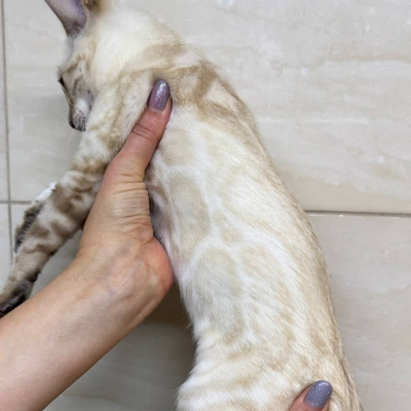 Xuri Bengal female, black spotted tabby pointed