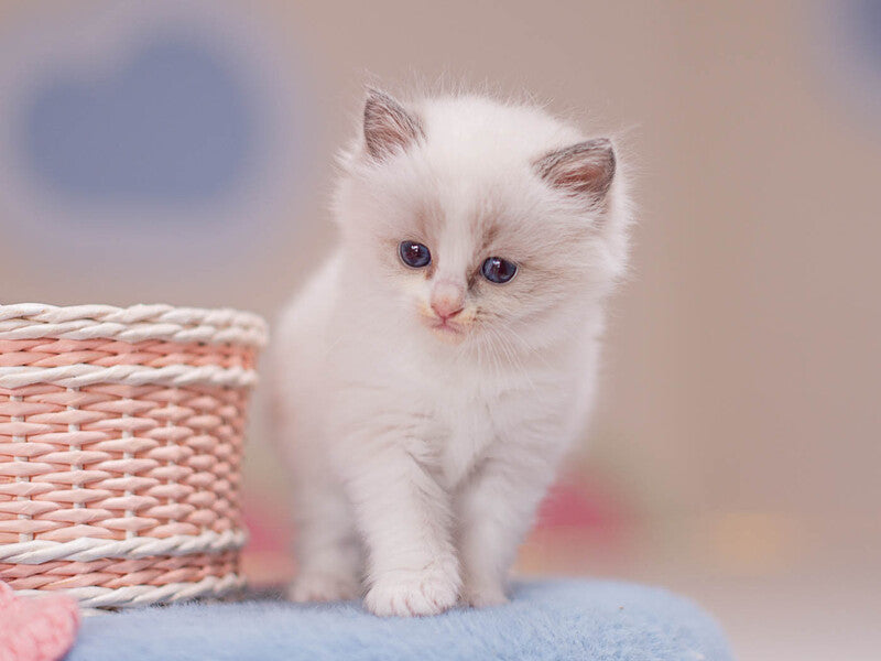 Winnie Ragdoll female, blue bicolour