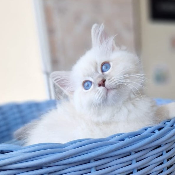 Dimas Siberian male, blue with white tabby pointed
