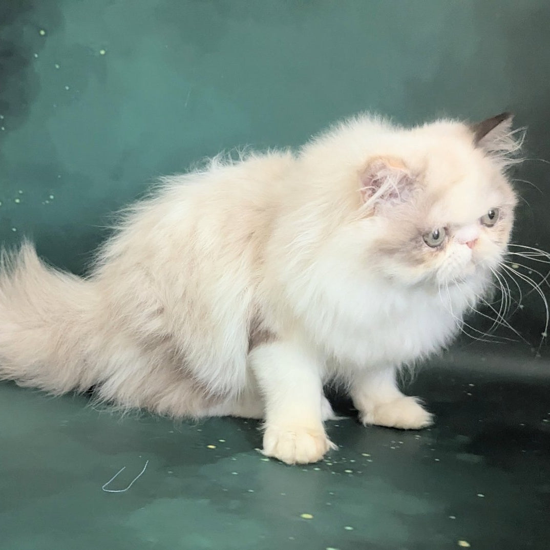Nelli Persian female, blue tortie pointed bicolour
