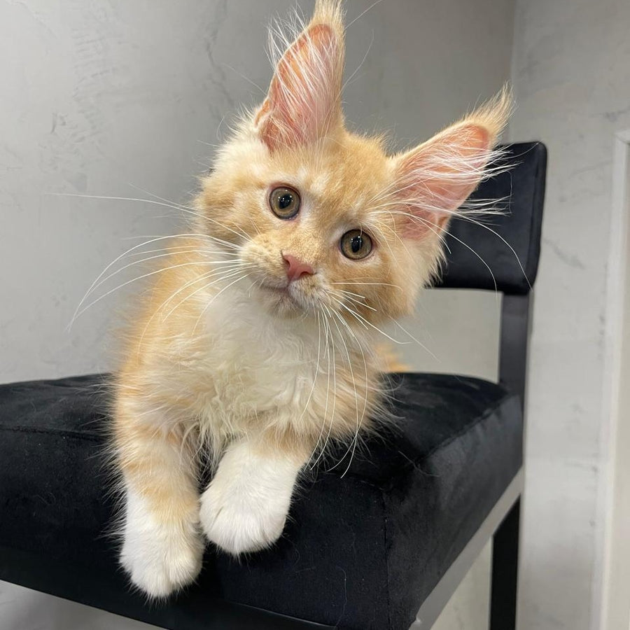 Nikita Maine Coon male, red silver with white