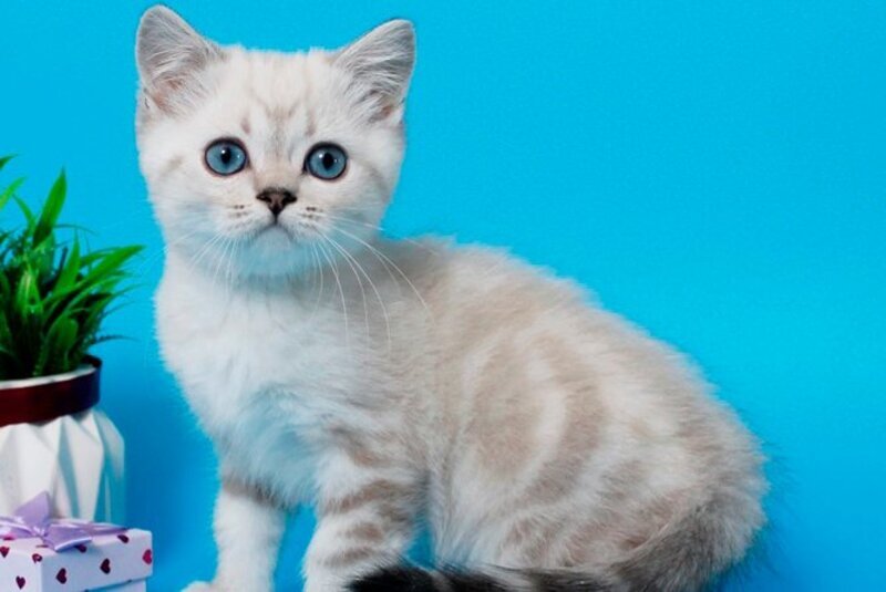 Norvis British Shorthair male, black tabby pointed