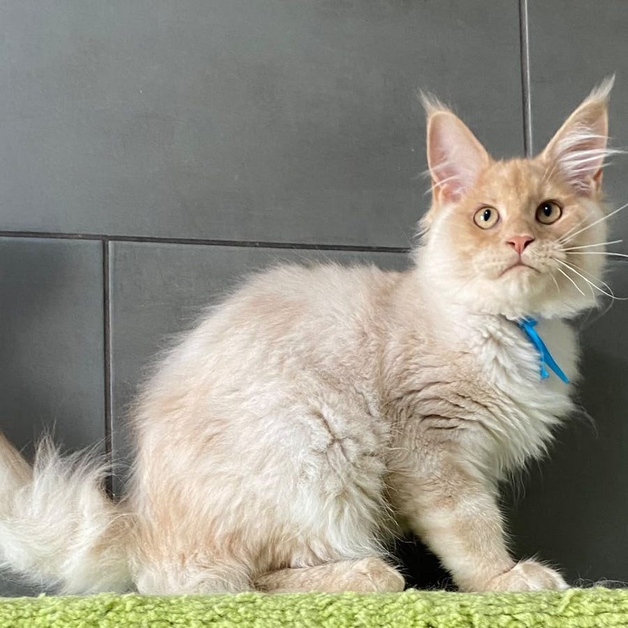 Wakayama Maine Coon male, cream silver