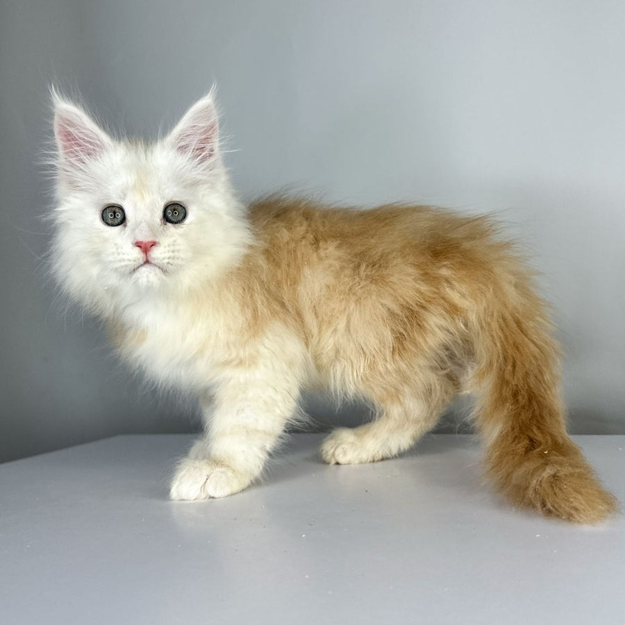 Frank Maine Coon male, red silver tabby