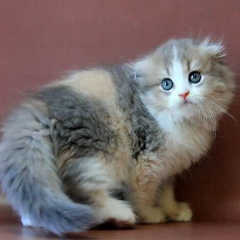 Freya Scottish Fold female, blue tortie golden shaded bicolour