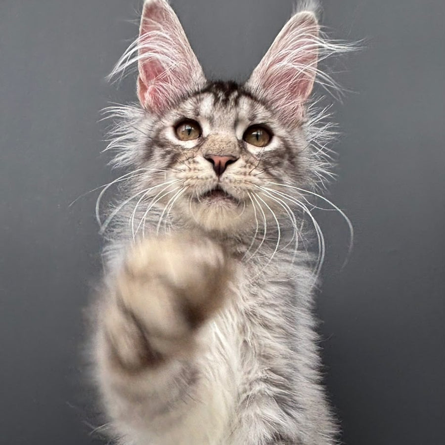 Adrian Maine Coon male, black silver spotted tabby