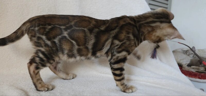 Тash Bengal male black spotted tabby - live animals