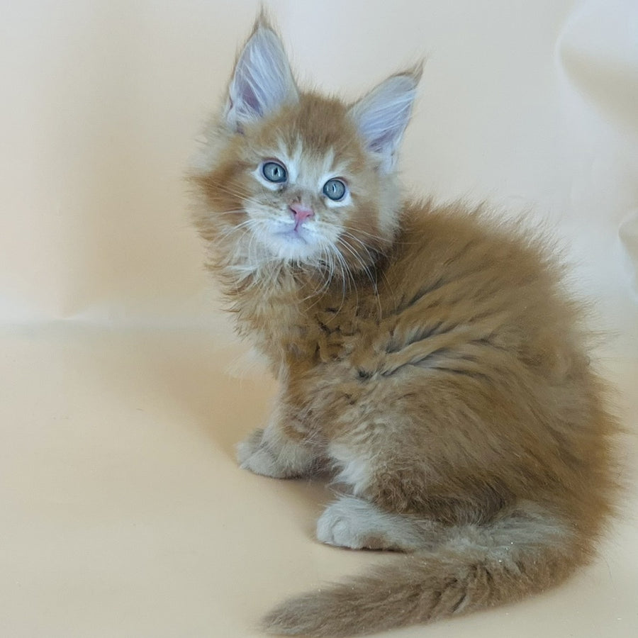 Brandon Maine Coon male, red tabby