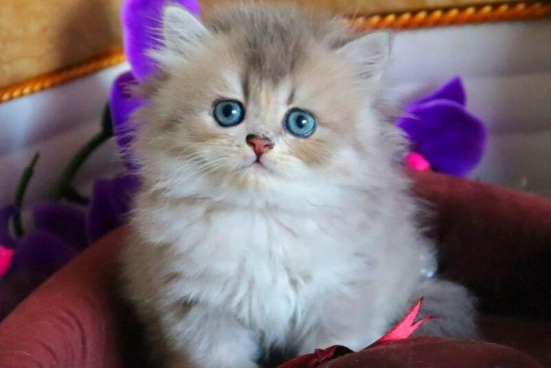 Ivory British Longhair female, blue golden ticked tabby
