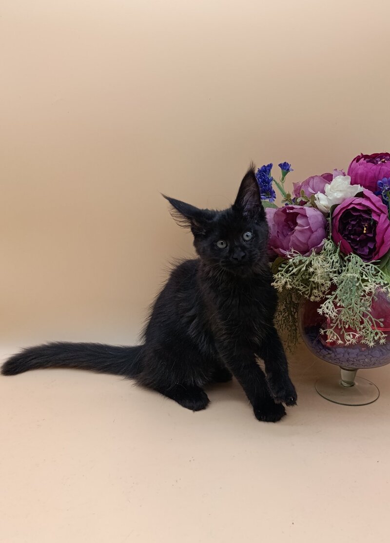 Iris Maine Coon female black silver - live animals
