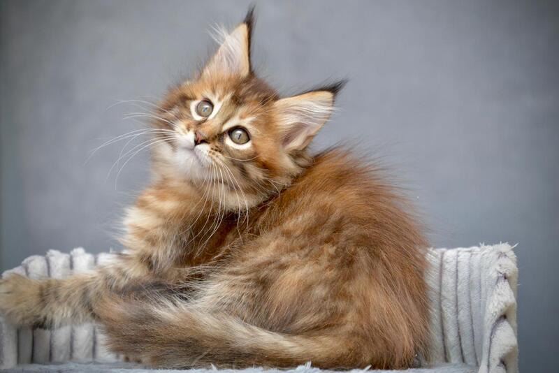 Vanilla Maine Coon female black tortie with white tabby live animals