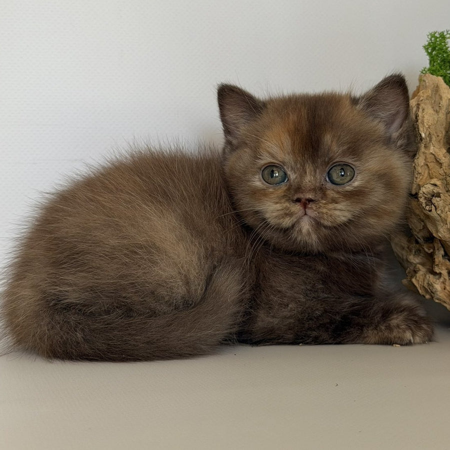 Giana British Shorthair female, cinnamon tortie