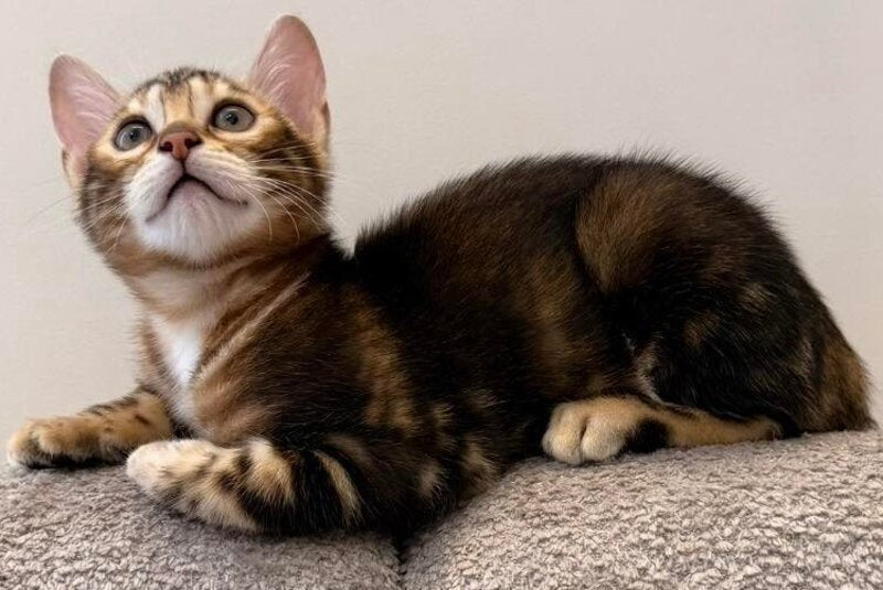 Bazzi Bengal male black tabby - live animals