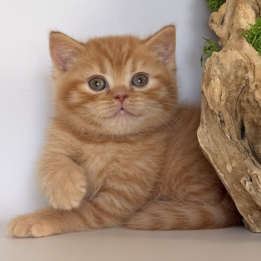 Gino British Shorthair male, red