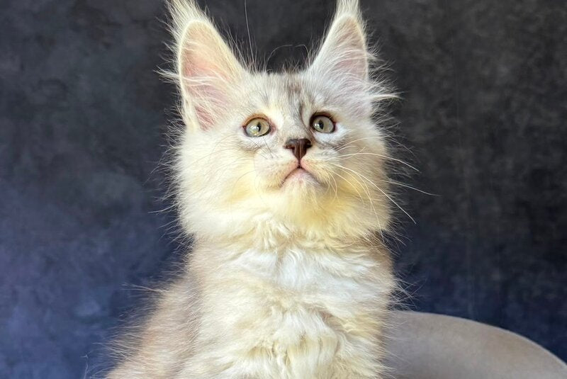 Garvin Maine Coon male, black silver tabby