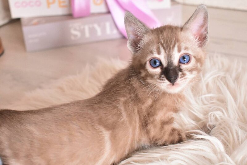 Chuma Bengal female snow mink charcoal - live animals