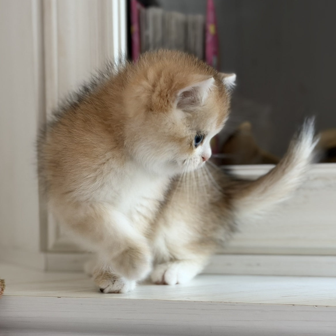 Nick British Shorthair male, black golden chinchilla