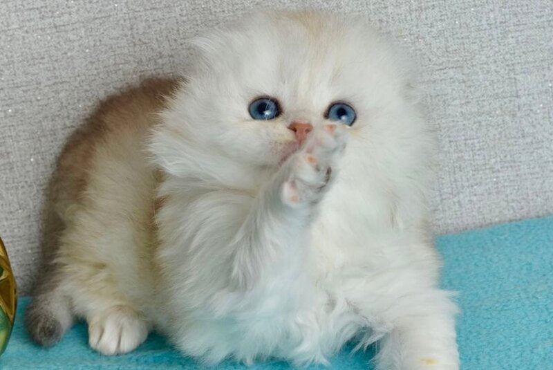 Ronnie Scottish Fold male black silver shaded - live animals