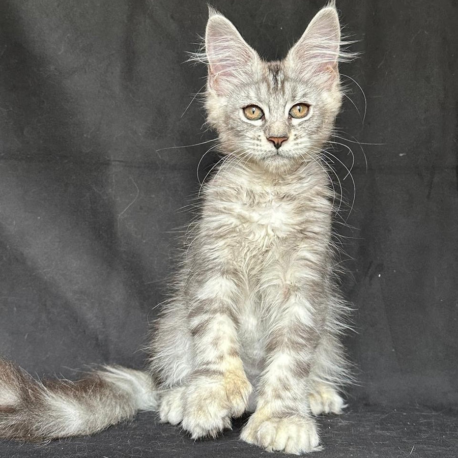 Jalila Maine Coon polydactyl 6x6x6x6 female, black silver tabby