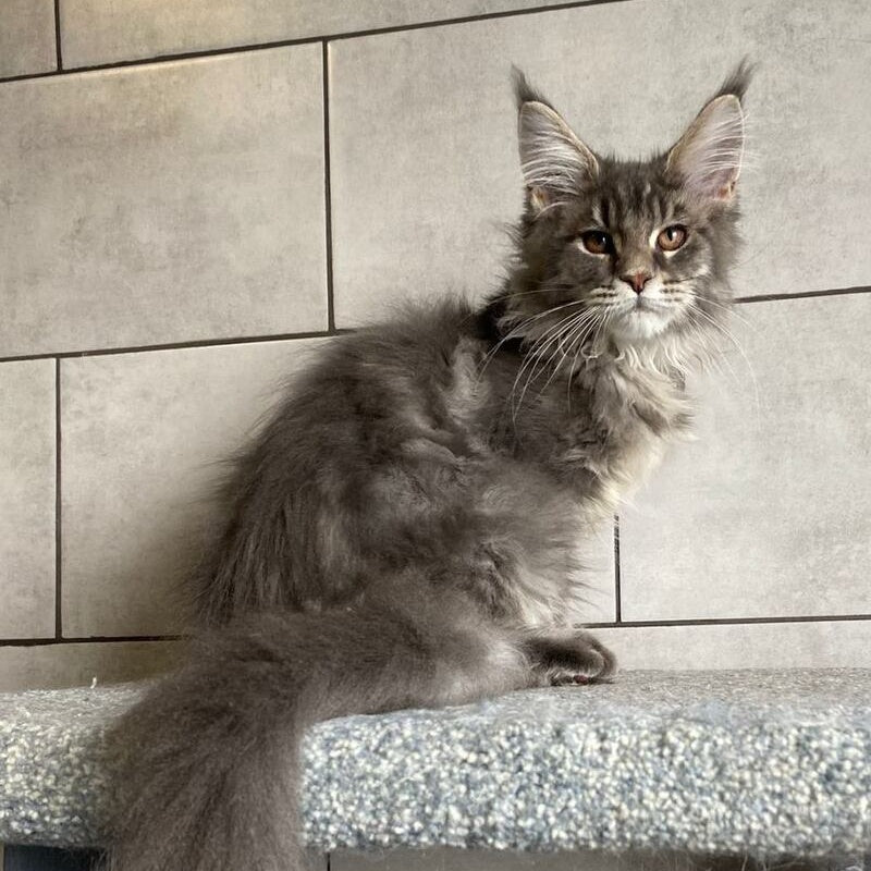 Tolyatti Maine Coon male, blue silver tabby