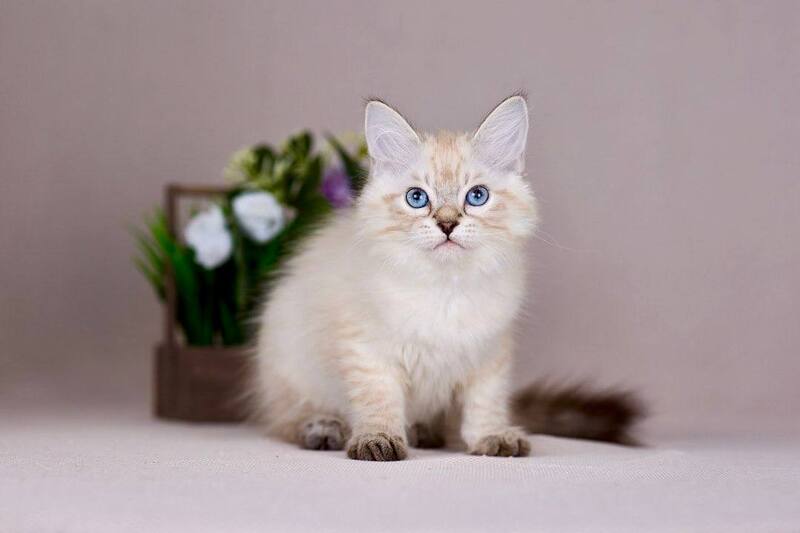 Halva Siberian female black tabby pointed - live animals