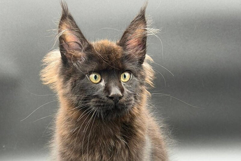 Frank Maine Coon male black - live animals