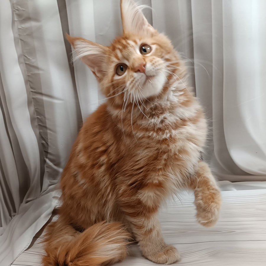 Peter Maine Coon male, red tabby