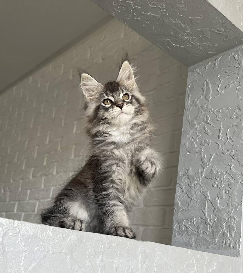 Xan Maine Coon male black silver ticked tabby - live animals
