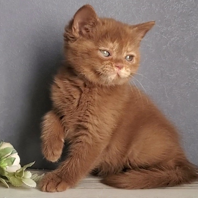 Daffy British Shorthair female, cinnamon tortie
