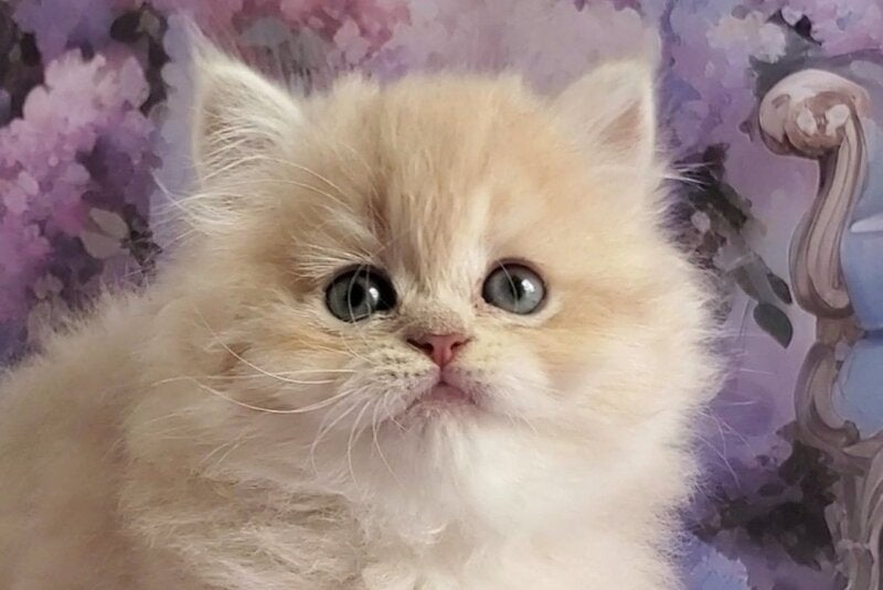 Plush British Longhair male blue golden chinchilla - live animals