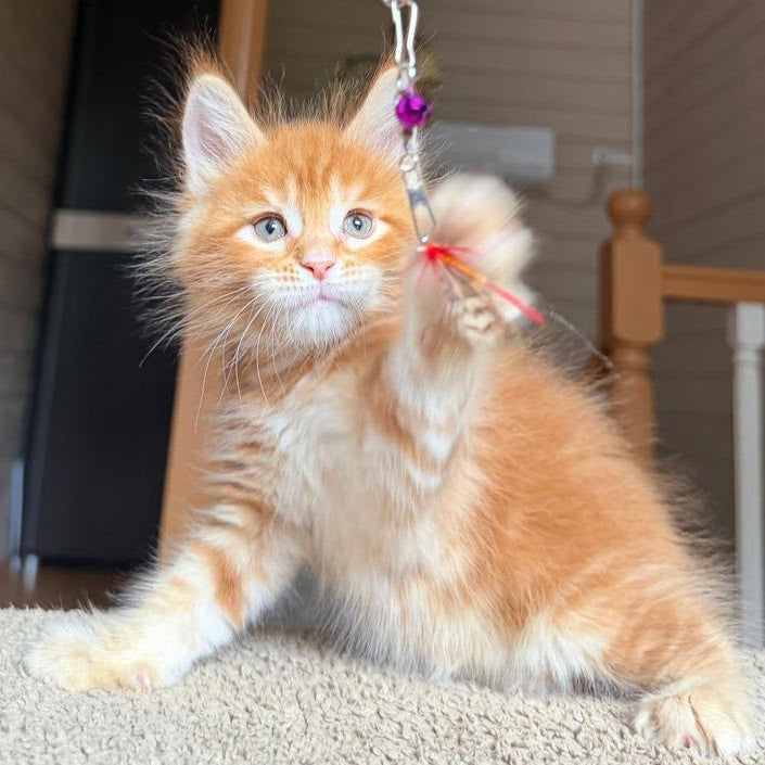 Alf Maine Coon male, red tabby with white