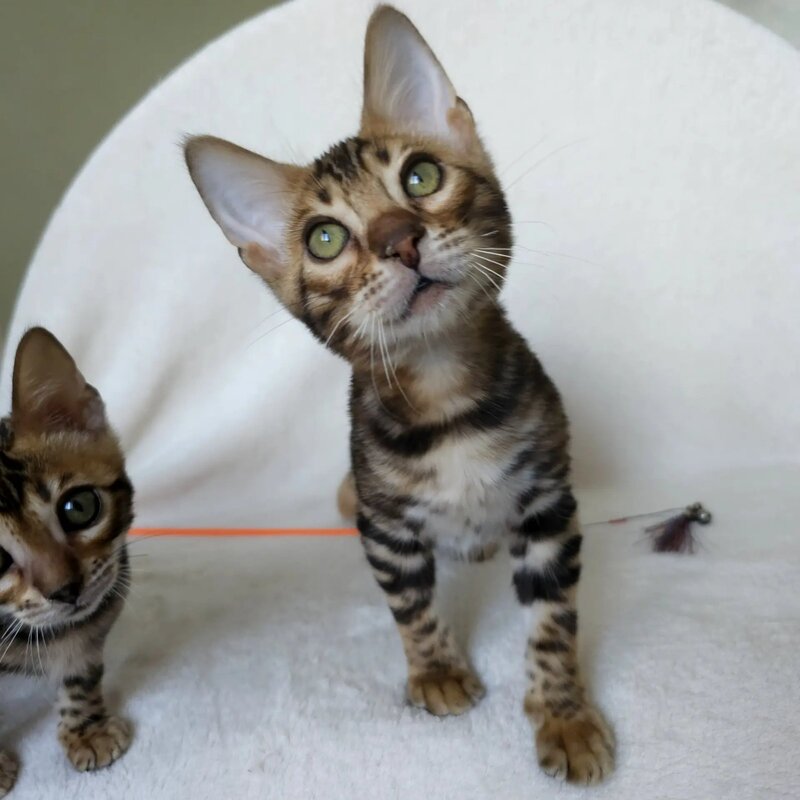 Tango Bengal male black spotted tabby - live animals
