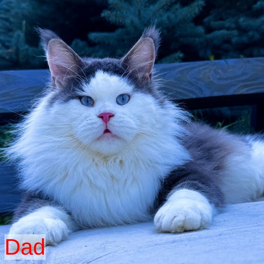 Winston Noir Maine Coon male, cream tabby