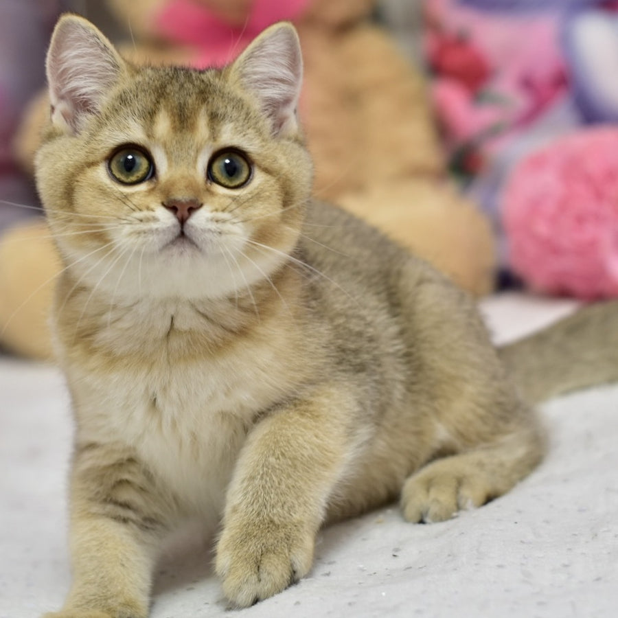 Felix British Shorthair male, black golden ticked tabby