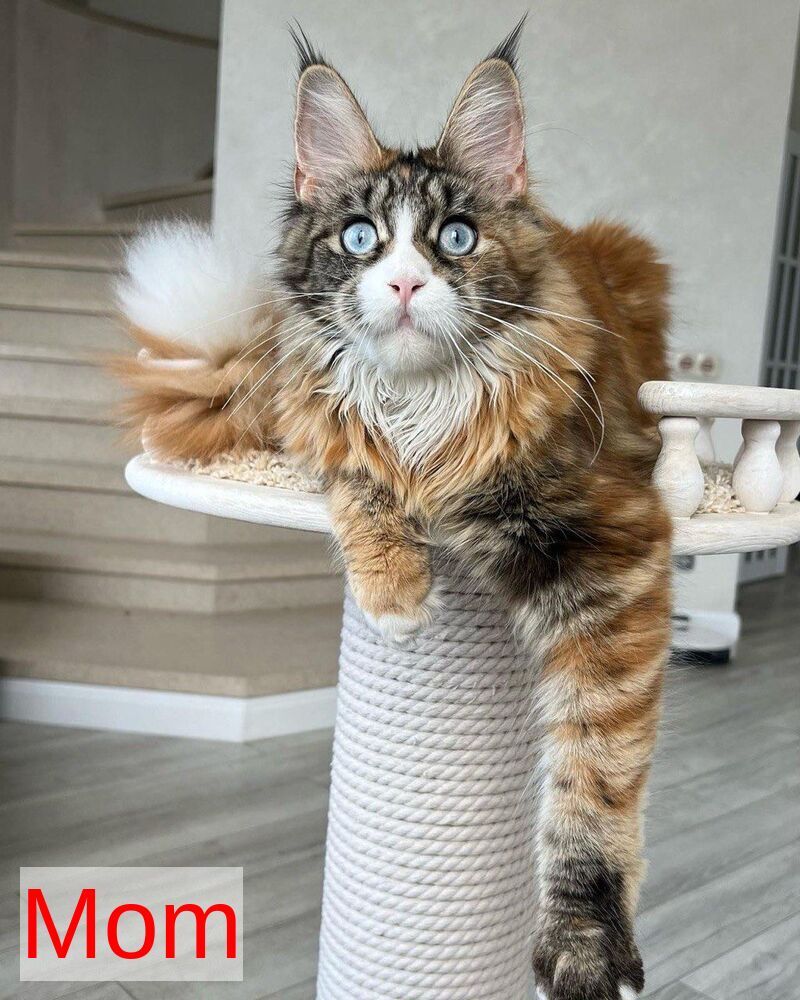 Safina Maine Coon male black tabby - live animals